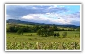 Vignoble Alsace