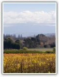 table des mill&eacute;simes Nouvelle Z&eacute;lande