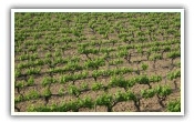 Vignoble Vall&eacute;e du Rh&ocirc;ne