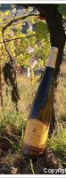 André Thomas - Grand Cru - Schlossberg