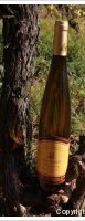 André Thomas et fils - Grand Cru Mambourg