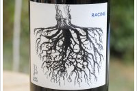 Jonc Blanc - Racine